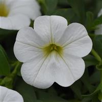 MiniFamous<sup>®</sup> Neo White Calibrachoa