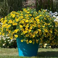 MiniFamous<sup>®</sup> Neo Deep Yellow Calibrachoa