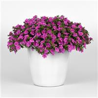 MiniFamous<sup>®</sup> Neo Double Pink Calibrachoa