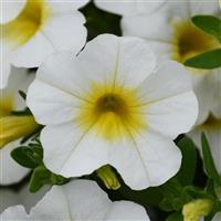 MiniFamous<sup>®</sup> Neo White+Yellow Eye Calibrachoa