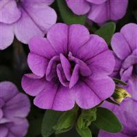 MiniFamous<sup>®</sup> Neo Double Amethyst Calibrachoa