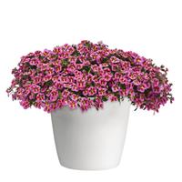 MiniFamous<sup>®</sup> Neo Pink Hawaii Calibrachoa