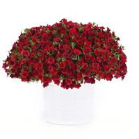 MiniFamous<sup>®</sup> Neo Double Red 25 Calibrachoa