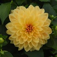 Venti™ Golden Yellow Dahlia