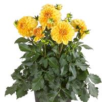 Venti™ Golden Yellow Dahlia