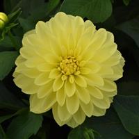 Venti™ Lemon Dahlia