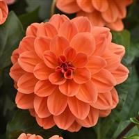 Venti™ Mango Dahlia