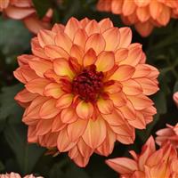 Venti™ Tequila Sunrise Dahlia