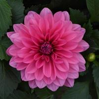 Venti™ Light Rose Dahlia