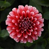 Venti™ Red+White Dahlia