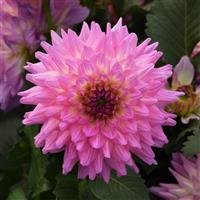 Venti™ Pink+White Eye Dahlia