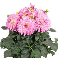 Venti™ Pink+White Eye Dahlia