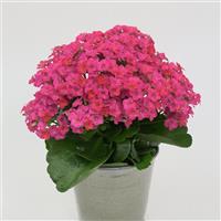 Mandala<sup>®</sup> Deep Pink Kalanchoe