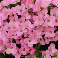 Mandala<sup>®</sup> Light Pink Kalanchoe