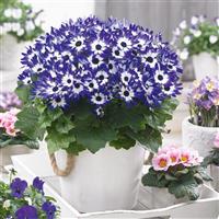 Senetti<sup>®</sup> Blue Bicolor Pericallis