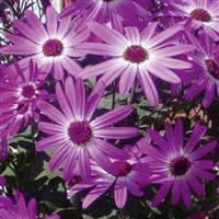 Senetti<sup>®</sup> Pink Bicolor Pericallis