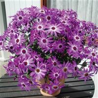 Senetti<sup>®</sup> Pink Bicolor Pericallis