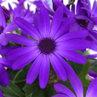 Senetti<sup>®</sup> Cobalt Blue Pericallis