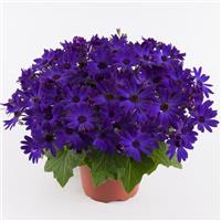 Senetti<sup>®</sup> Cobalt Blue Pericallis