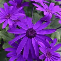 Senetti<sup>®</sup> Deep Blue Pericallis