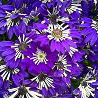 Senetti<sup>®</sup> Blue Spoon Pericallis