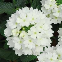 Lascar™ White Verbena