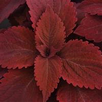 Sweet Paprika™ Coleus, Premium Sun