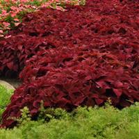 Sweet Paprika™ Coleus, Premium Sun