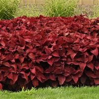 Sweet Paprika™ Coleus, Premium Sun