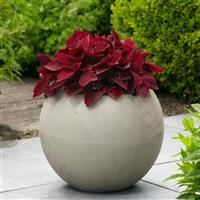 Sweet Paprika™ Coleus, Premium Sun