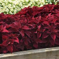 Sweet Paprika™ Coleus, Premium Sun