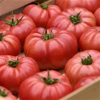 WonderStar™ Pink Tomato