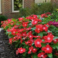 Pacifica XP Orange Vinca