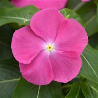 Pacifica XP Pink Vinca