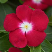 Pacifica XP Red Halo Vinca