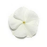 Pacifica XP White Vinca