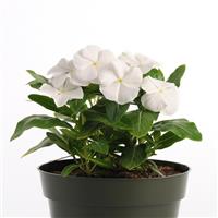 Pacifica XP White Vinca