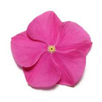 Pacifica XP Deep Orchid Vinca