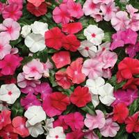 Pacifica XP Mixture Vinca