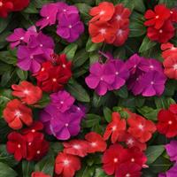 Pacifica XP Bold Mixture Vinca