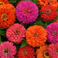 Elegant™ Hot Mixture Zinnia