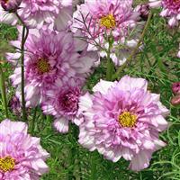 Double Click Pink Bicolor Cosmos