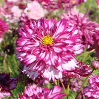 Double Click Violet Bicolor Cosmos