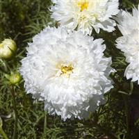 Double Click Snow Puff Cosmos