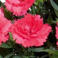 Vivacia™ Pink Dianthus