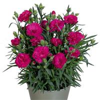 Vivacia™ Purple Dianthus