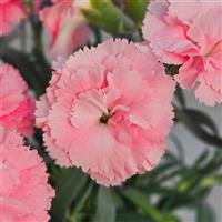 Vivacia™ Light Pink 26 Dianthus