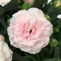 SuperTrouper™ Appleblossom Dianthus