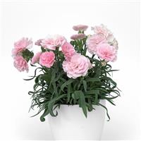 SuperTrouper™ Appleblossom Dianthus