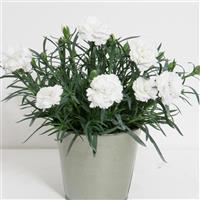 SuperTrouper™ White Dianthus